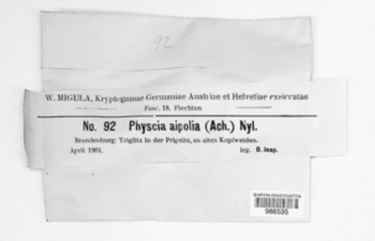 Physcia aipolia image